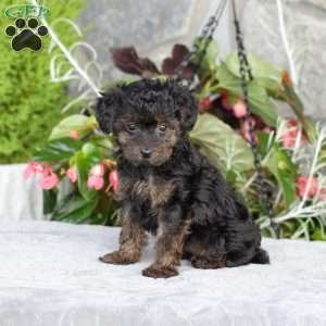 Ruby, Yorkie Poo Puppy
